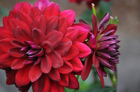 Dahlia