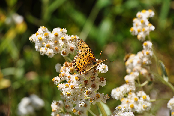 Wild Flora & Butterfly