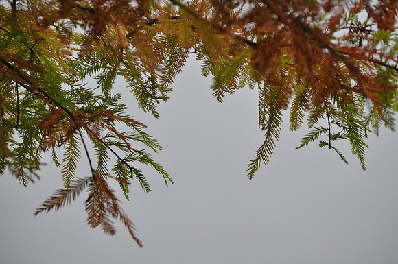 Beauty Fall Folage