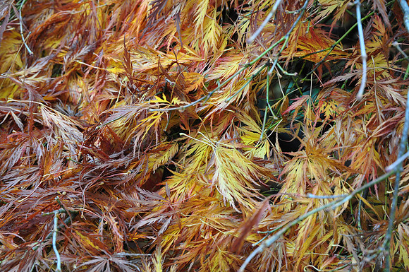 Fall Foliage